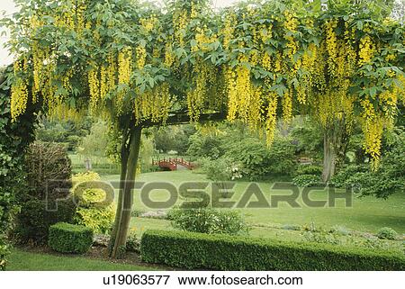 Stock Photo - View through a laburnum covered pergola to a red japanese bridge. Fotosearch