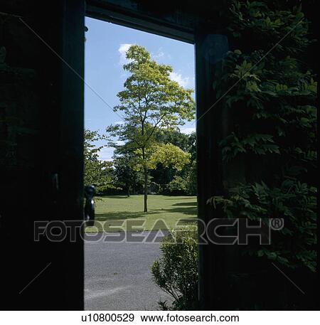 View through open door of drive and tall tree on lawn View Large Photo Image Stock Photo - View through open door of drive and tall tree on lawn . Fotosearch