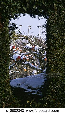 View through yew hedge of snow on apple trees View Large Photo Image Stock Image - View through yew hedge of snow on apple trees . Fotosearch