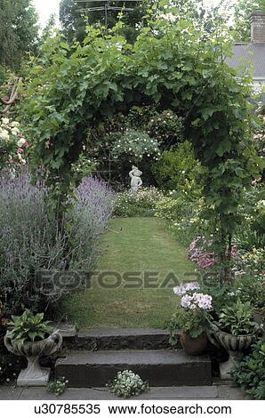 Vine on arch above steps to grass path in town garden in summer View Large Photo Image Stock Photography - Vine on arch above steps to grass path in town garden in summer. Fotosearch