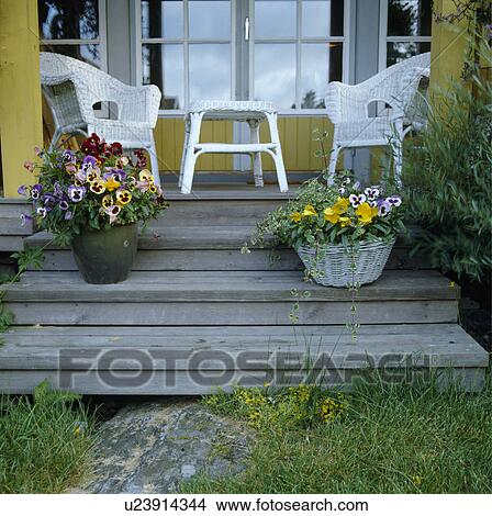 Violas in basket and pot on wooden steps in front of veranda with white wicker chairs and table View Large Photo Image Picture - Violas in basket and pot on wooden steps in front of veranda with white wicker chairs and table. Fotosearch