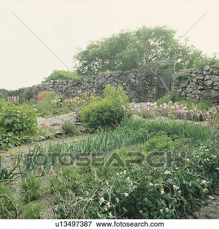 Walled country vegetable garden in summer View Large Photo Image Stock Photo - Walled country vegetable garden in summer. Fotosearch