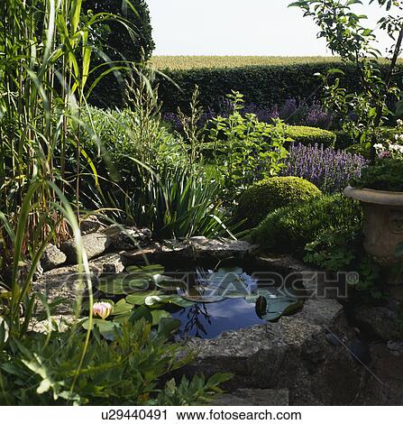 Stock Image - Waterlilies on small raised pond in country cottage garden in summer. Fotosearch