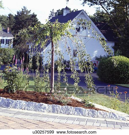 Weeping pear tree in small circular bed edged with stone in summer garden with white house in background View Large Photo Image Stock Photo - Weeping pear tree in small circular bed edged with stone in summer garden with white house in background. Fotosearch