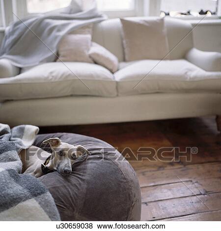 Whippet on grey floor cushion in living room with cream sofa View Large Photo Image Stock Photo - Whippet on grey floor cushion in living room with cream sofa. Fotosearch