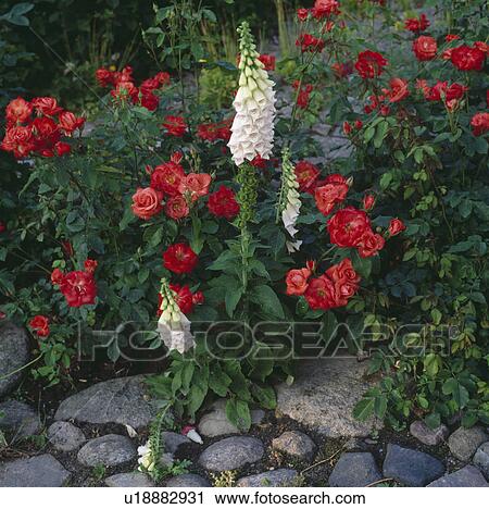 Stock Image -  White foxglove growing with orange/red roses by a stoney path.. Fotosearch
