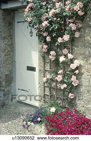 Stock Image - White front door with pink climbing rose "Albertine" on trellis above dark pink mesembryanthemums. Fotosearch