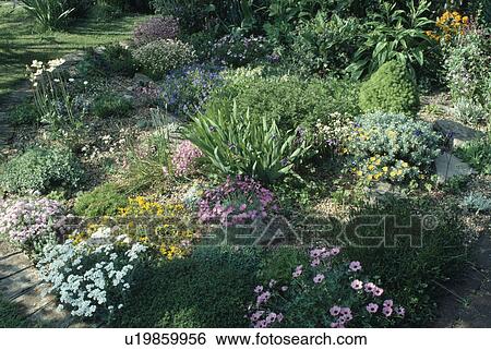 White iberis with pink geraniums and armeria in small rockery garden View Large Photo Image Stock Photograph - White iberis with pink geraniums and armeria in small rockery garden. Fotosearch