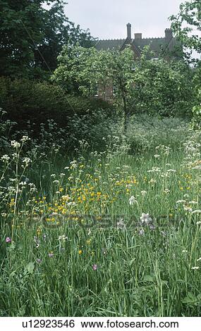 White narcissi with cow parsley and buttercups growing in long grass in wild garden View Large Photo Image Stock Photograph - White narcissi with cow parsley and buttercups growing in long grass in wild garden. Fotosearch