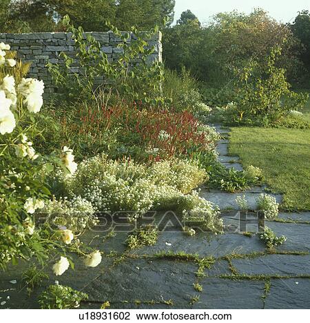 White roses on paving in country garden in summer View Large Photo Image Stock Image - White roses on paving in country garden in summer. Fotosearch