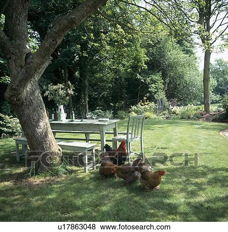 Stock Photo - White table and chairs below tree on lawn with chickens and cockerel. Fotosearch
