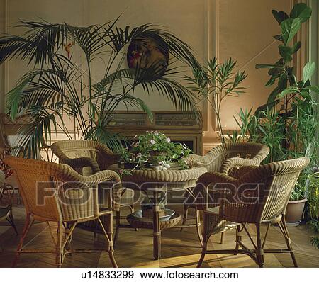 Wicker chairs and table in dining room with large houseplants View Large Photo Image Stock Photo - Wicker chairs and table in dining room with large houseplants. Fotosearch