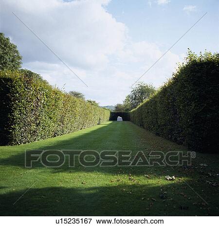 Stock Photo - Wide grass path between cipped hedges in large country garden. Fotosearch