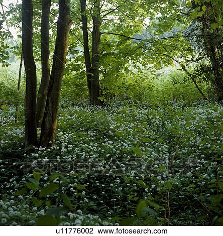 Wild garlic growing below trees in woodland View Large Photo Image Stock Image - Wild garlic growing below trees in woodland. Fotosearch