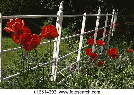wild, papaver, poppy, red, white, gardens View Large Photo Image Stock Image - wild, papaver, poppy, red, white, gardens. Fotosearch