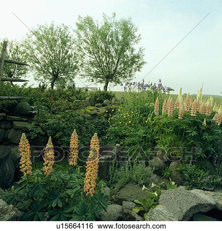 Willow trees and orange lupins in country garden in summer View Large Photo Image Stock Photograph - Willow trees and orange lupins in country garden in summer. Fotosearch