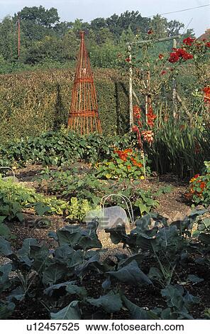 Willow wigwam in country vegetable garden in summer View Large Photo Image Stock Photography - Willow wigwam in country vegetable garden in summer. Fotosearch