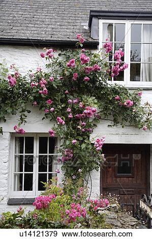 windows, door, exteriors, house, climbing, flowers View Large Photo Image Stock Photo - windows, door, exteriors, house, climbing, flowers. Fotosearch