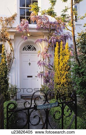 Wisteria on white Georgian house with metal gate on front garden View Large Photo Image Stock Photography - Wisteria on white Georgian house with metal gate on front garden. Fotosearch