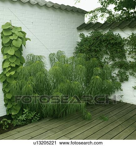 Wooden decking and green plants against white wall View Large Photo Image Stock Image - Wooden decking and green plants against white wall. Fotosearch