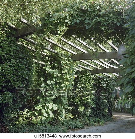 Wooden pergola in country garden in summer View Large Photo Image Stock Photo - Wooden pergola in country garden in summer. Fotosearch