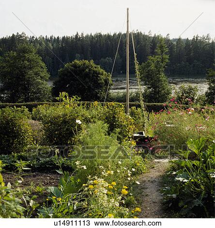 Wooden plant support in country vegetable garden View Large Photo Image Stock Image - Wooden plant support in country vegetable garden. Fotosearch