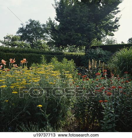 Stock Image - Yellow achillea in herbaceous border in large country garden in summer . Fotosearch