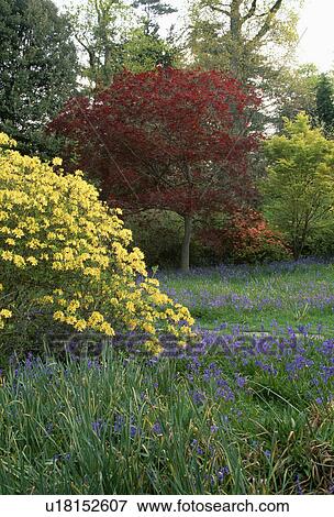 Stock Photo - Yellow azaleas and bluebells in natural country garden in spring. Fotosearch