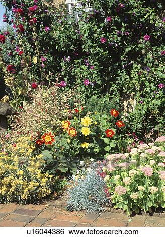 Yellow dahlia and pink sedum in summer garden border with pink lavatera View Large Photo Image Stock Photograph - Yellow dahlia and pink sedum in summer garden border with pink lavatera. Fotosearch