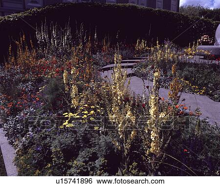 Yellow flowering plants in summer garden border View Large Photo Image Stock Photograph - Yellow flowering plants in summer garden border. Fotosearch