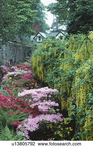 Yellow laburnum and pink azaleas in Spring country garden View Large Photo Image Stock Image - Yellow laburnum and pink azaleas in Spring country garden. Fotosearch