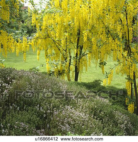 Yellow laburnum tree underplanting with heather in large country garden in spring View Large Photo Image Stock Image - Yellow laburnum tree underplanting with heather in large country garden in spring. Fotosearch