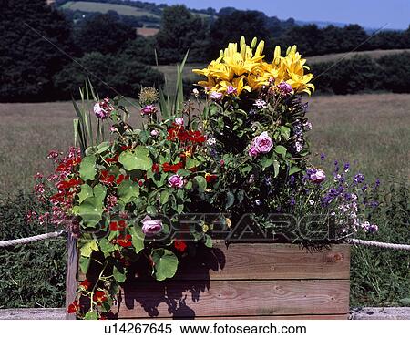 Yellow lilies and colourful summer plants in wooden container View Large Photo Image Stock Photography - Yellow lilies and colourful summer plants in wooden container. Fotosearch