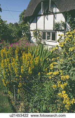 Yellow Lysimachia and Phlomis in summer garden border in front of timbered and thatched white cottage View Large Photo Image Stock Image - Yellow Lysimachia and Phlomis in summer garden border in front of timbered and thatched white cottage. Fotosearch