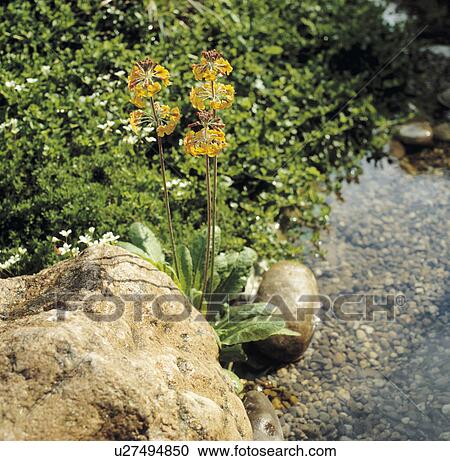 Stock Image - Yellow Primula Florindae beside stream in country garden. Fotosearch