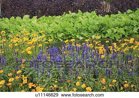 Stock Photo - yellow, purple, beds, formal, green, gardens. Fotosearch
