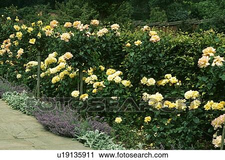 Yellow roses in border in country garden in summer View Large Photo Image Stock Image - Yellow roses in border in country garden in summer. Fotosearch