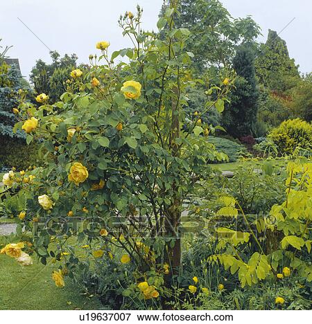 Yellow roses in summer garden border View Large Photo Image Stock Photo - Yellow roses in summer garden border. Fotosearch