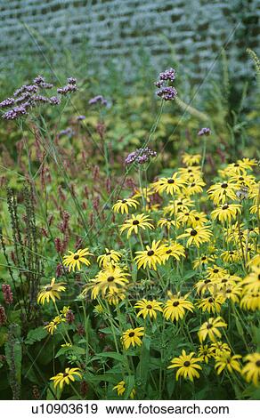 Stock Photo - Yellow rudbeckia and purple verbena bonariensis in summer garden border. Fotosearch