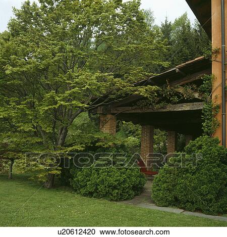  Sycamore underplanted with low conifers shading a veranda in a large country garden. View Large Photo Image Stock Image - Sycamore underplanted with low conifers shading a veranda in a large country garden.. Fotosearch