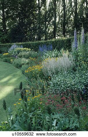 Acanthus and blue delphiniums with yellow & blue flowering perennials in garden border in front of clipped hedge View Large Photo Image Stock Image - Acanthus and blue delphiniums with yellow & blue flowering perennials in garden border in front of clipped hedge. Fotosearch