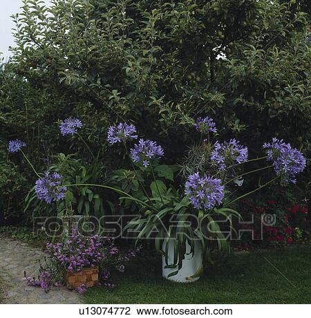 Agapanthus in pot in summer garden View Large Photo Image Stock Image - Agapanthus in pot in summer garden. Fotosearch