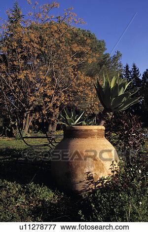 Stock Photo - Agave in terracotta pot in country garden in Autumn. Fotosearch