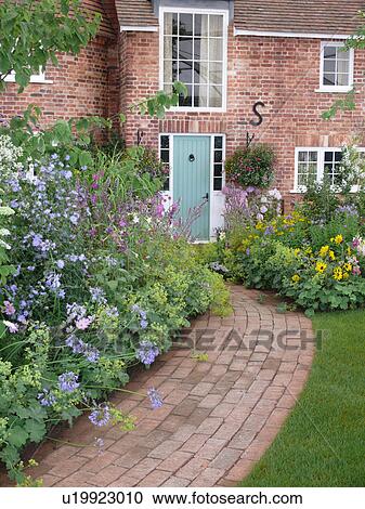 Stock Image - Alchemilla mollis and blue agapanthus growing in summer garden border beside old brick path to country cottage. Fotosearch