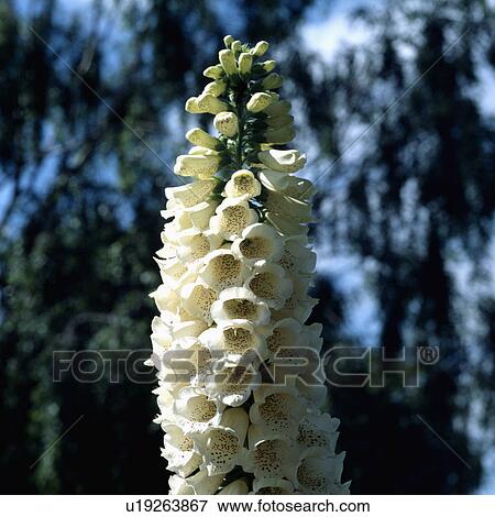 annuals, white, digitalis, foxglove, plants View Large Photo Image Stock Photo - annuals, white, digitalis, foxglove, plants. Fotosearch
