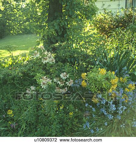 Azaleas and scillas in small country garden in spring View Large Photo Image Stock Image - Azaleas and scillas in small country garden in spring. Fotosearch