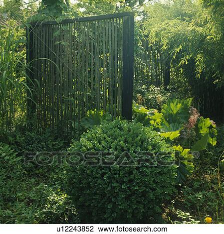 Stock Image - Bamboo cane screens set in a mixed planting with bamboos and ornamental rhubarb with a box ball in the foreground . Fotosearch
