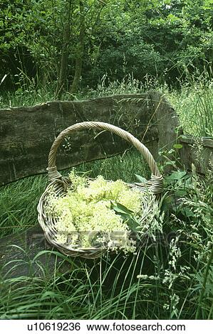 Basket of elderflowers View Large Photo Image Stock Photograph - Basket of elderflowers. Fotosearch