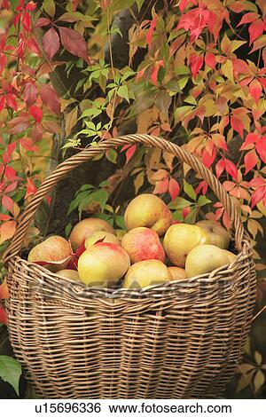 baskets, gardens, food, fruit, harvest View Large Photo Image Stock Photograph - baskets, gardens, food, fruit, harvest. Fotosearch