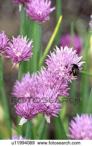 bee, allium schoenoprasum, pink, herb, chives, insects, plants View Large Photo Image Stock Photo - bee, allium schoenoprasum, pink, herb, chives, insects, plants. Fotosearch